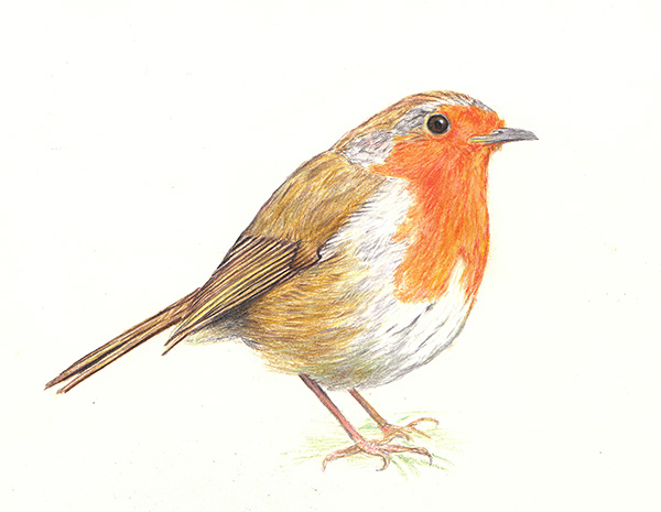 European Robin