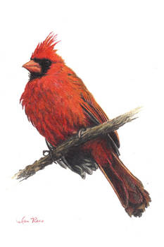 Cardinal