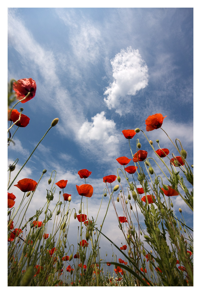 Poppy portrait