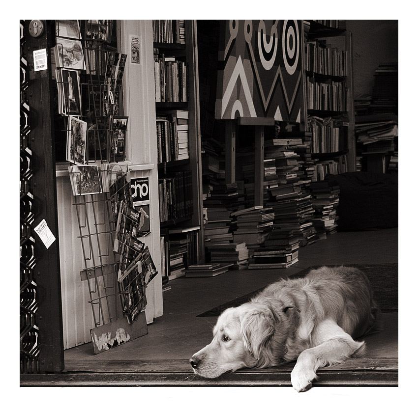 Bookstore dog