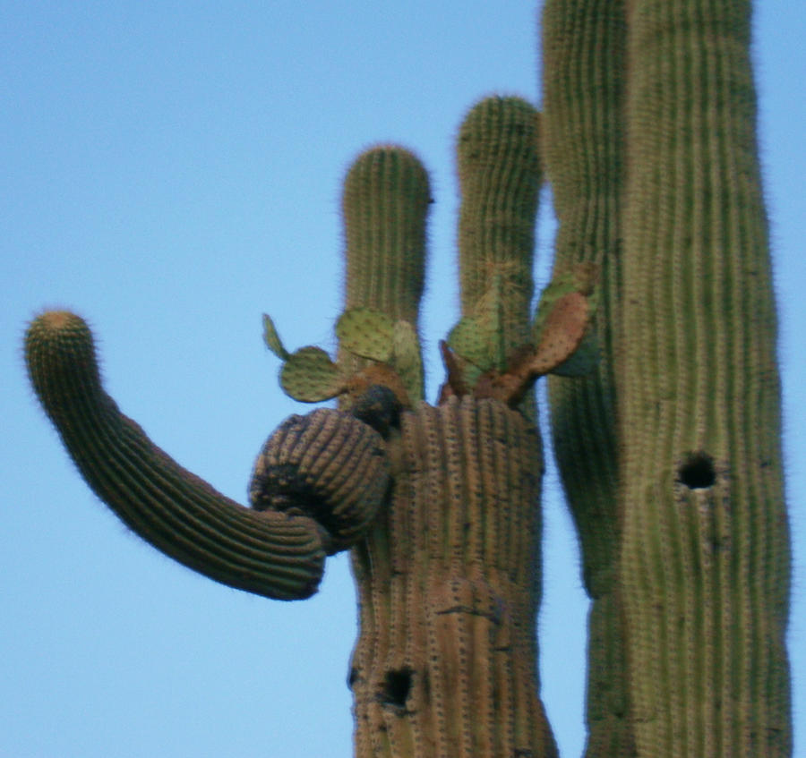 Saguaro with Beavertail Cactus