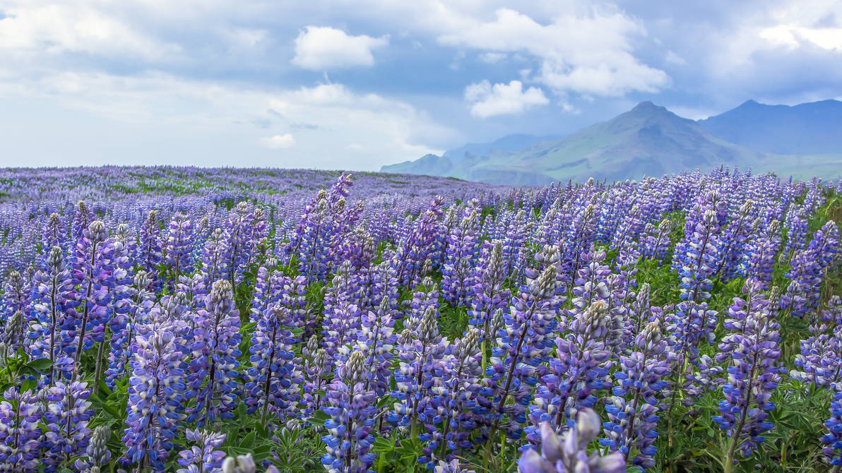 The Alaskan Lupine Shortage is Over