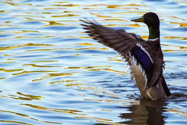 Flappy Duck