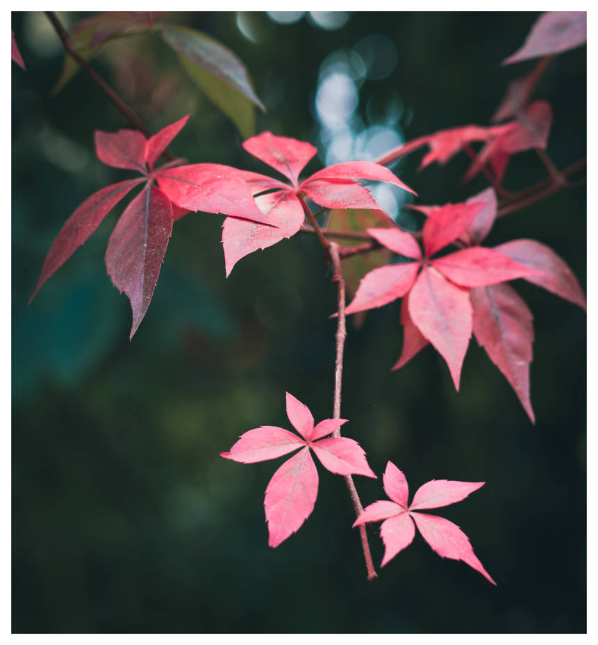 Red fall leaves