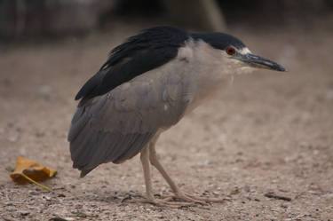 Black Crowned Night Heron