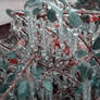 Ice Bush