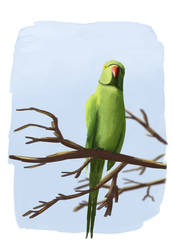 Parakeet