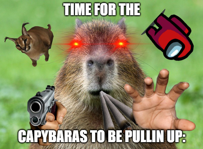 Bob a Capivara - Timeline  Capybara, Memes, Funny pictures