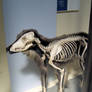 Dogs skeletal system