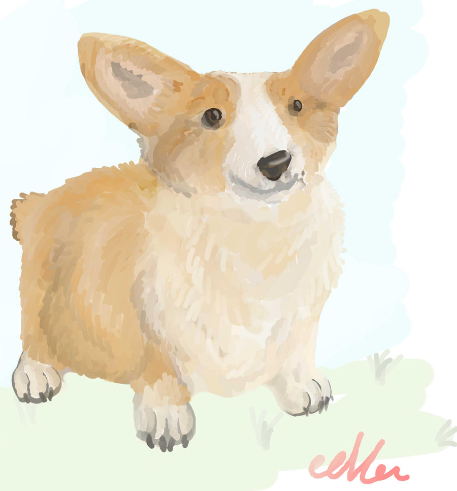 Corgi request