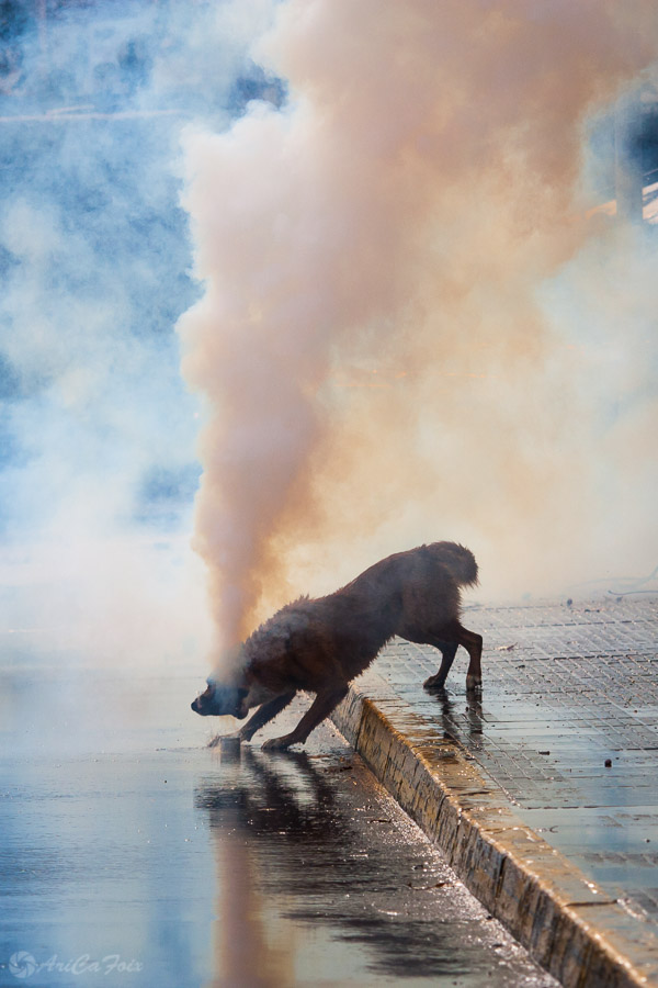 Tear Gas Dog