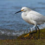 Lakeside egret