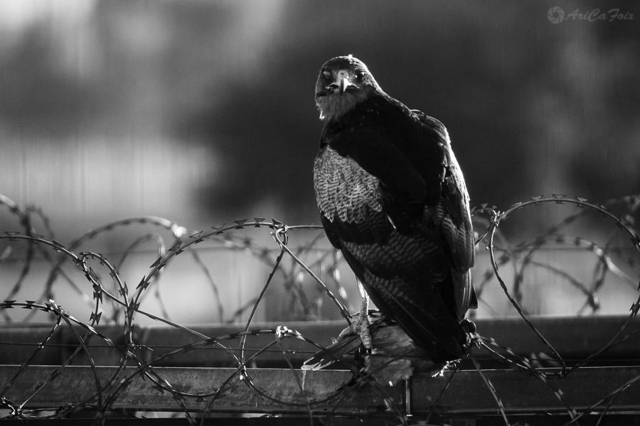 Razor Raptor by AriCaFoix on DeviantArt