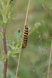 Cinnabar Caterpillar 1