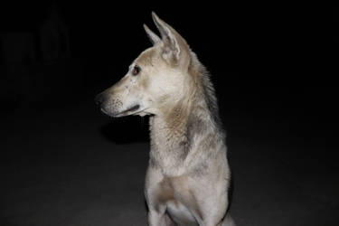 street dog nightwatch