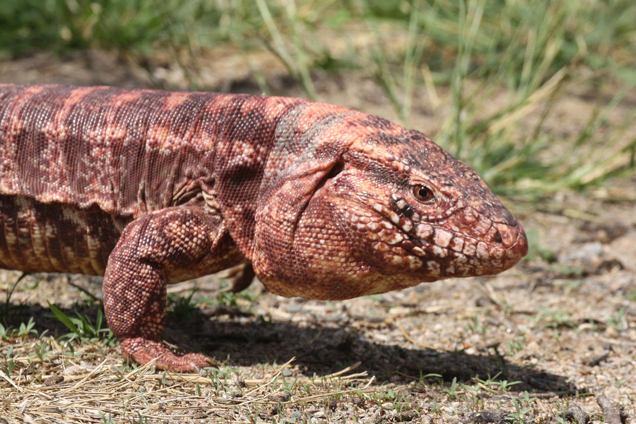 Red tegu lizard by mv18sid on DeviantArt