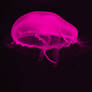 Pink jellyfish