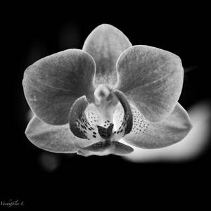 Orchidee Violette