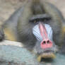 Mandrill