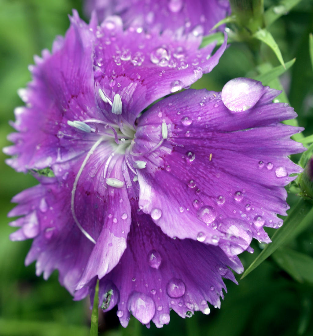 Purple Water Wheel