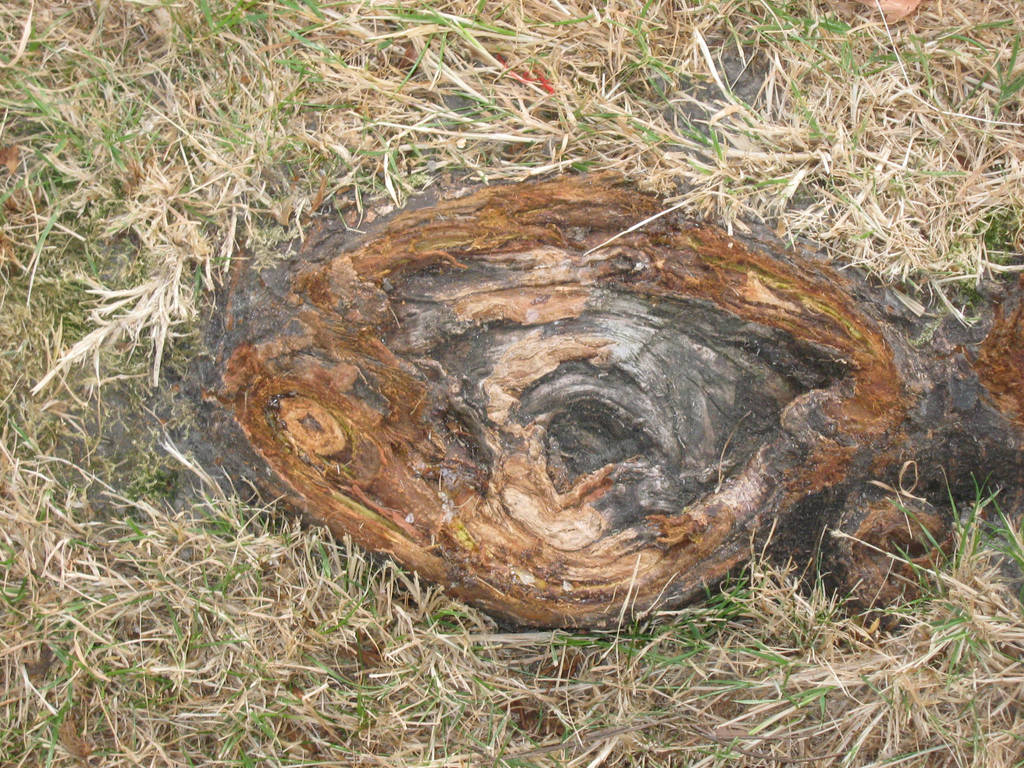 Ground-level knothole by Cericonversion