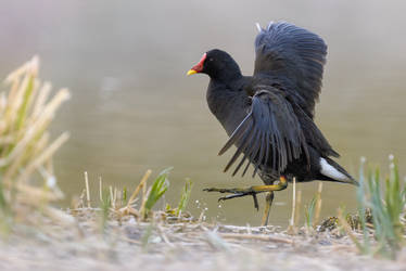 Common Moorhen stretching