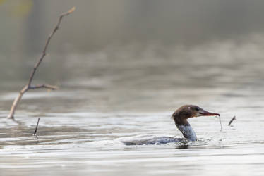 Common Merganser emerging from the water