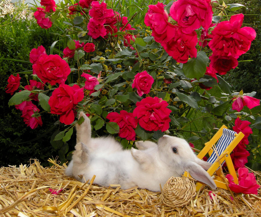 Rabbit chillt by FunnySimba on DeviantArt