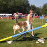 Australian shepherd - Teeter