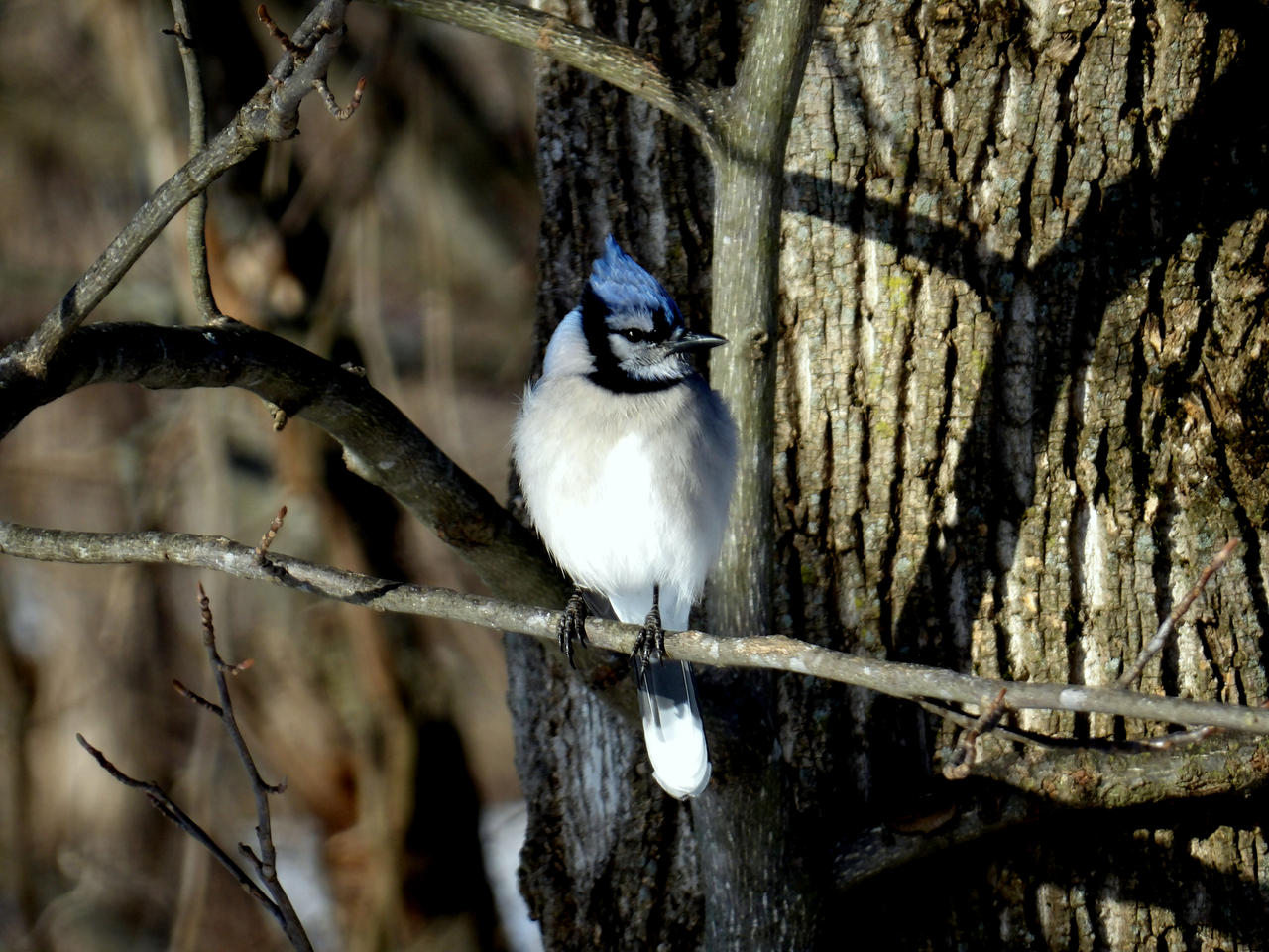 Blue Jay On Rocks Blue Jay 2 by coolhandchrisrocks on DeviantArt
