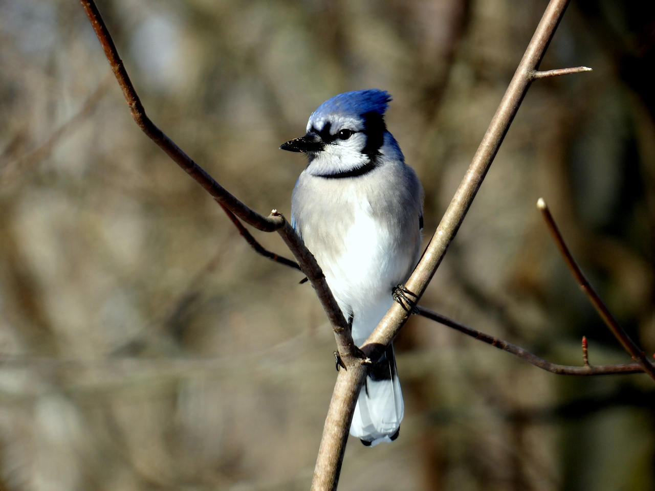Blue Jay On Rocks Blue Jay 11 by coolhandchrisrocks on DeviantArt