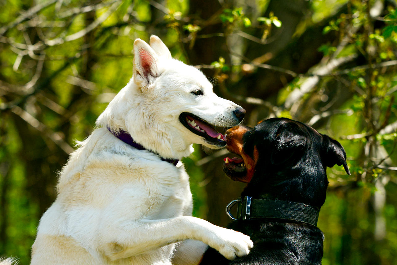 Merlin and Ranger by SeanCarr-Photography on DeviantArt