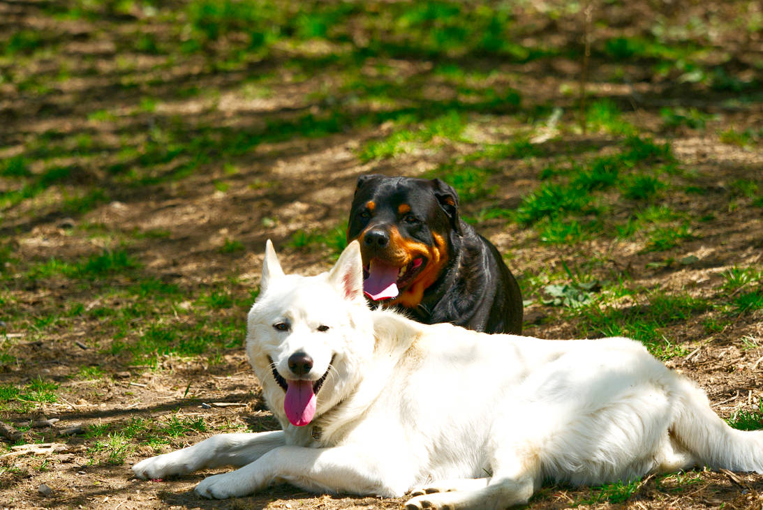 Merlin and Ranger by SeanCarr-Photography on DeviantArt
