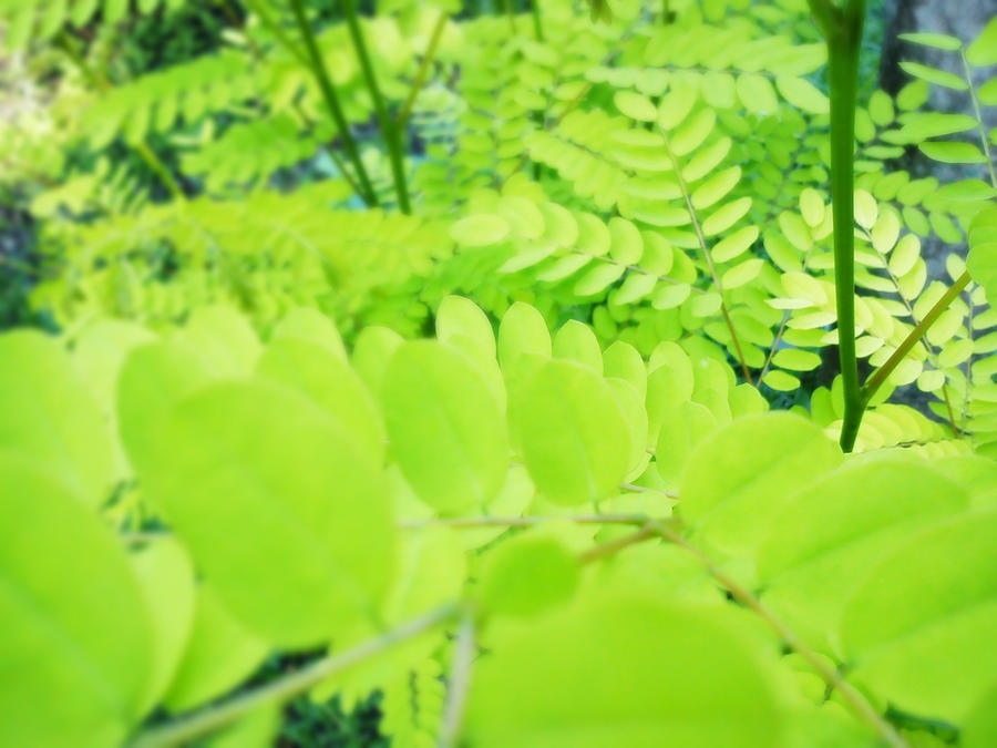 Leaves Have Stairs