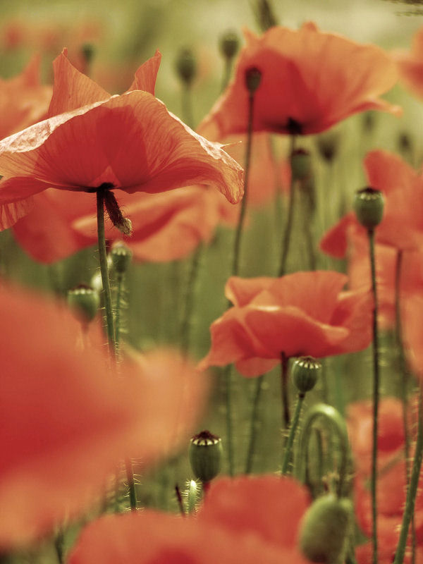 poppies