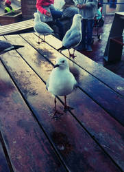 Ted, the seagull