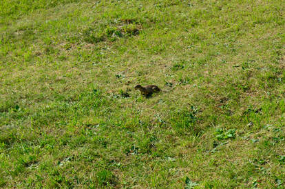 European Ground Squirel