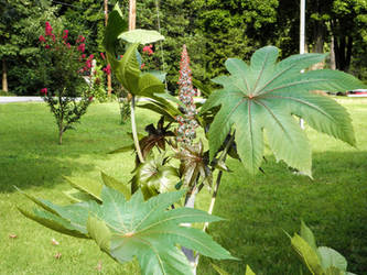 Castor Oil Plant