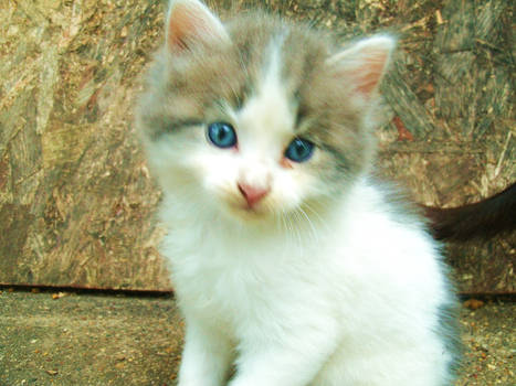 Cute Little Kitten Cat :3