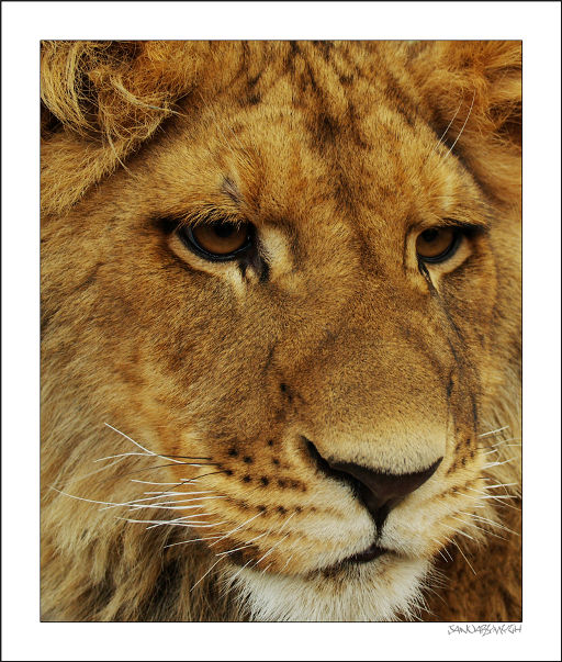 Azlan the lion by JanuaryMyth on DeviantArt