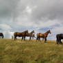 Cloudy sky herd