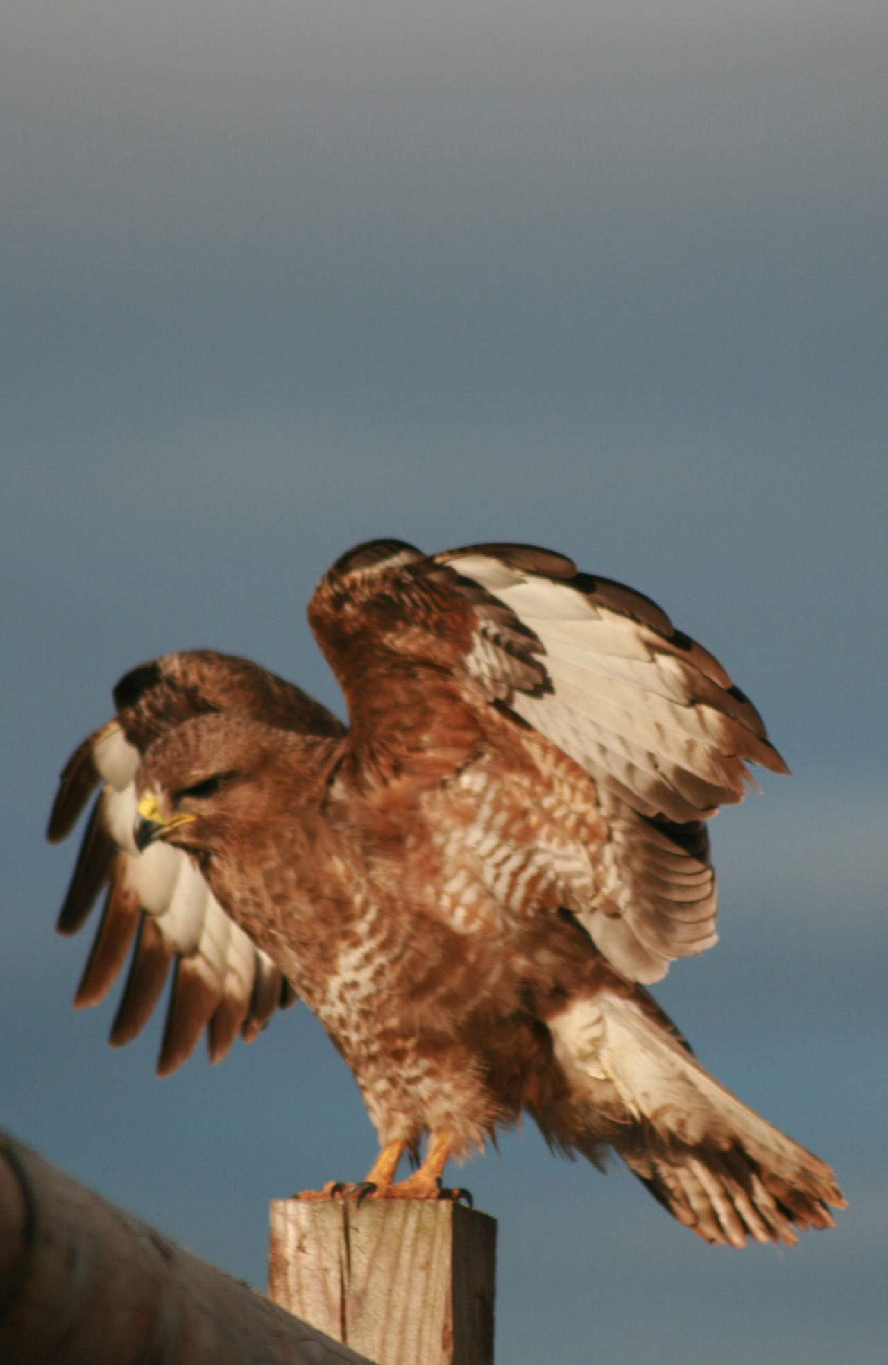 Buzzard