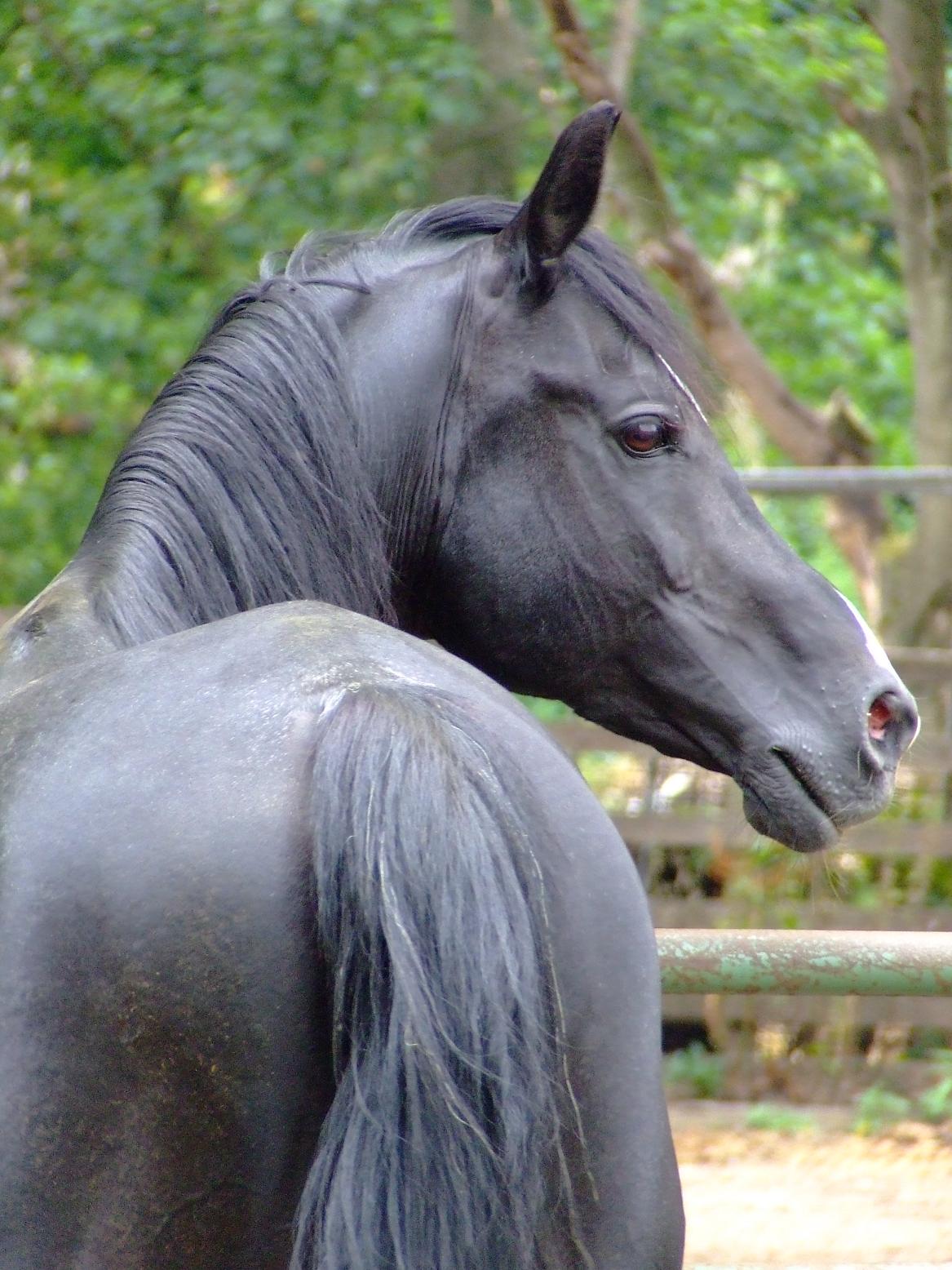 Pasha - black arabian stallion