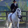 Andalusian - Side Saddle