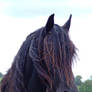 Friesian Gelding