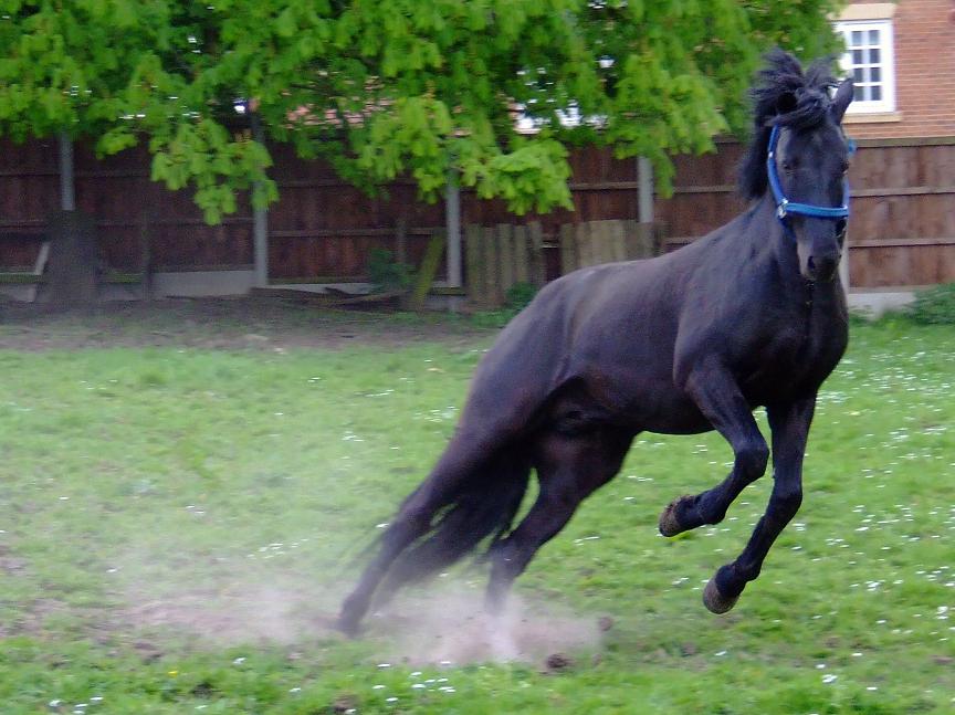 Matador Sideways Sprint