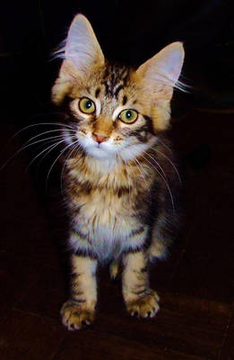 Merlin - Maine Coon Kitten