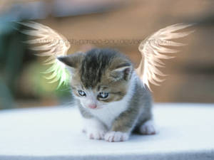 Cutie.Angel.Kitty