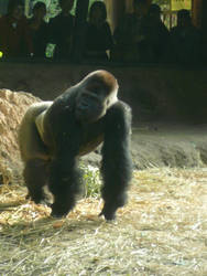 Gorilla