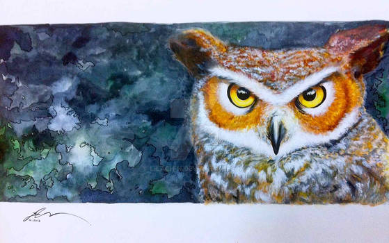 Owl